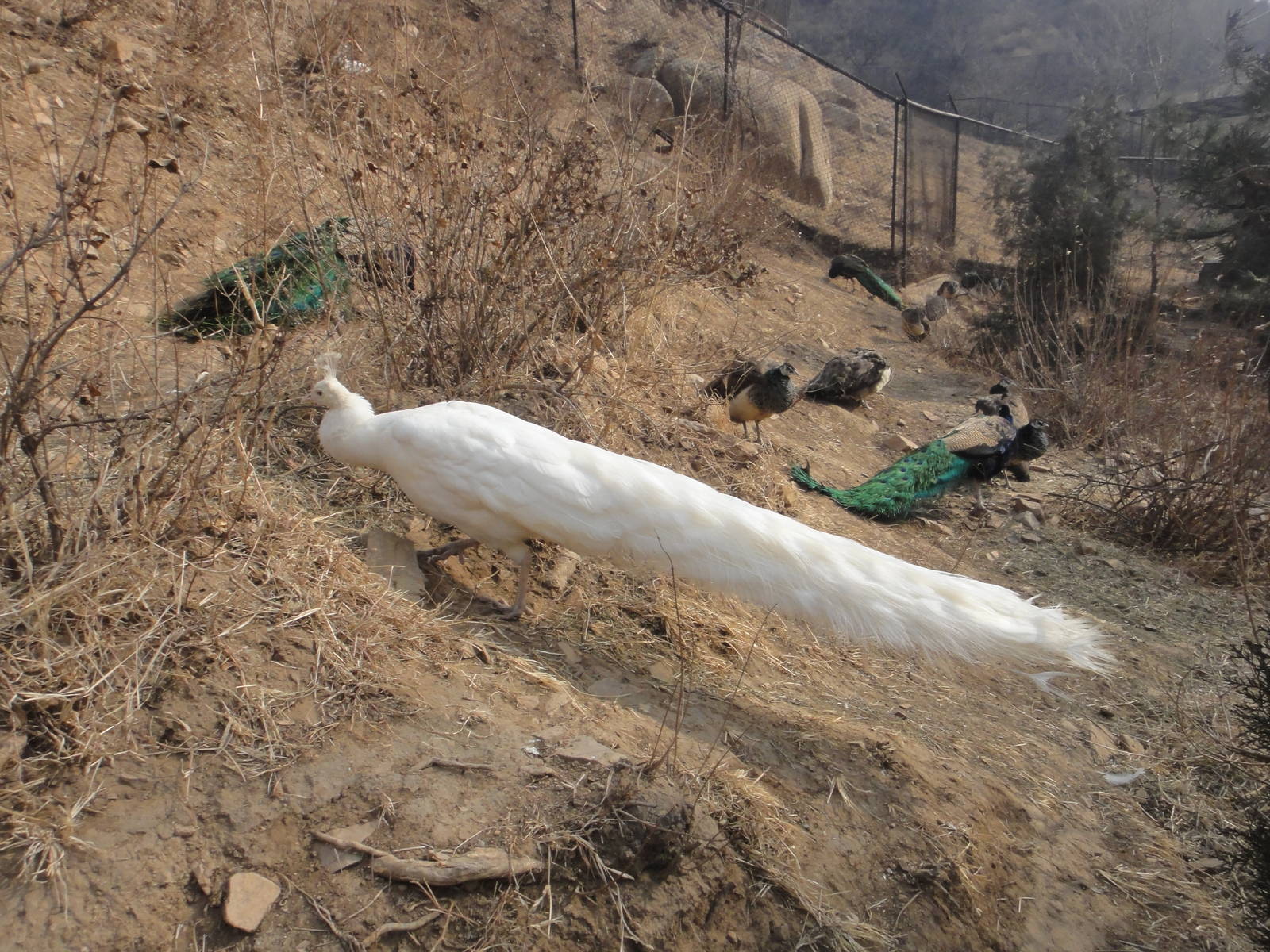 White peafowl