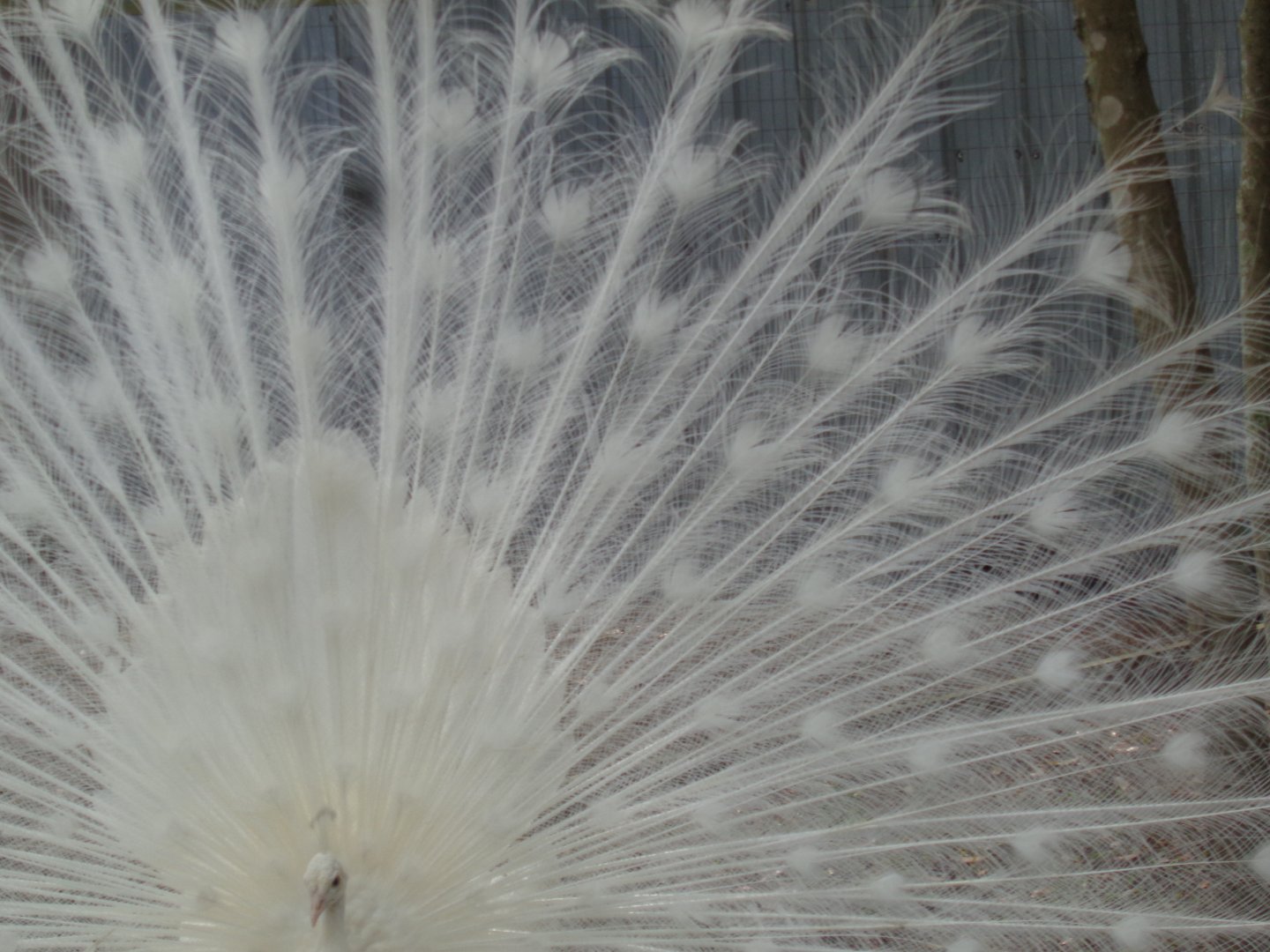 White peafowl