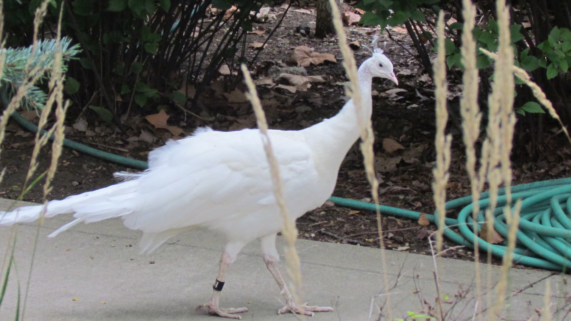White Peafowl