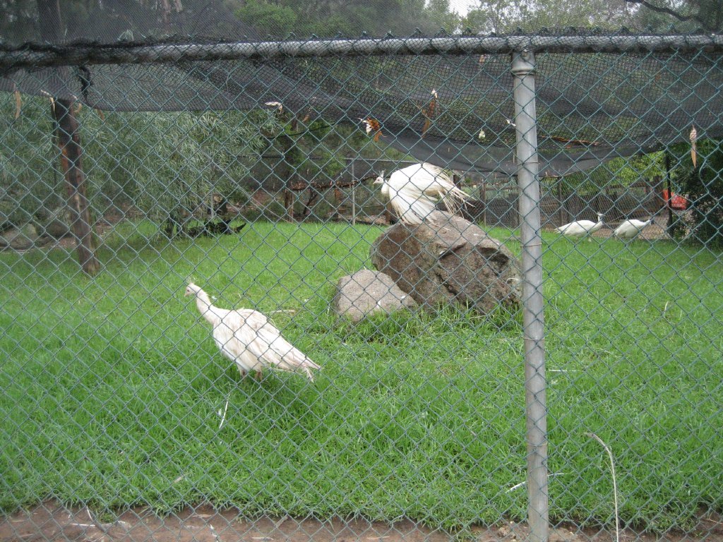 White Peafowl