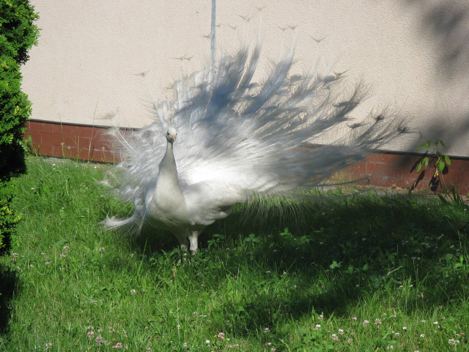 White peafowl's fan