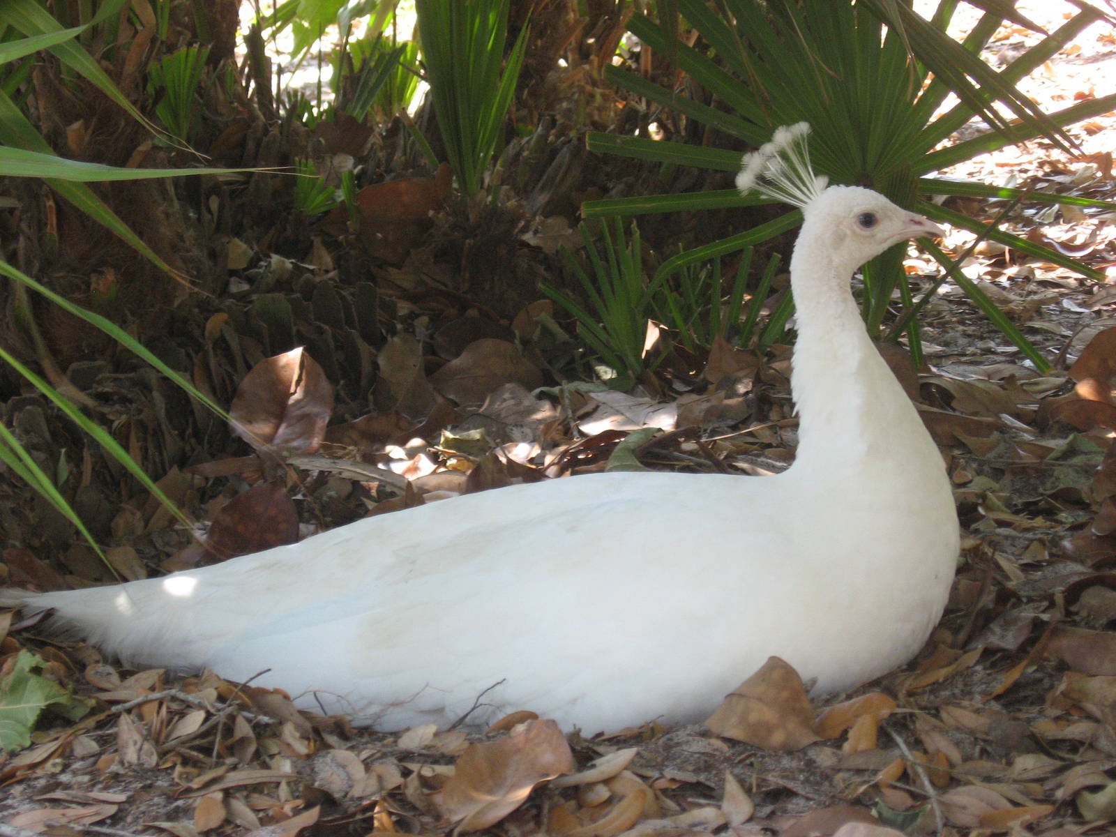 White peahen