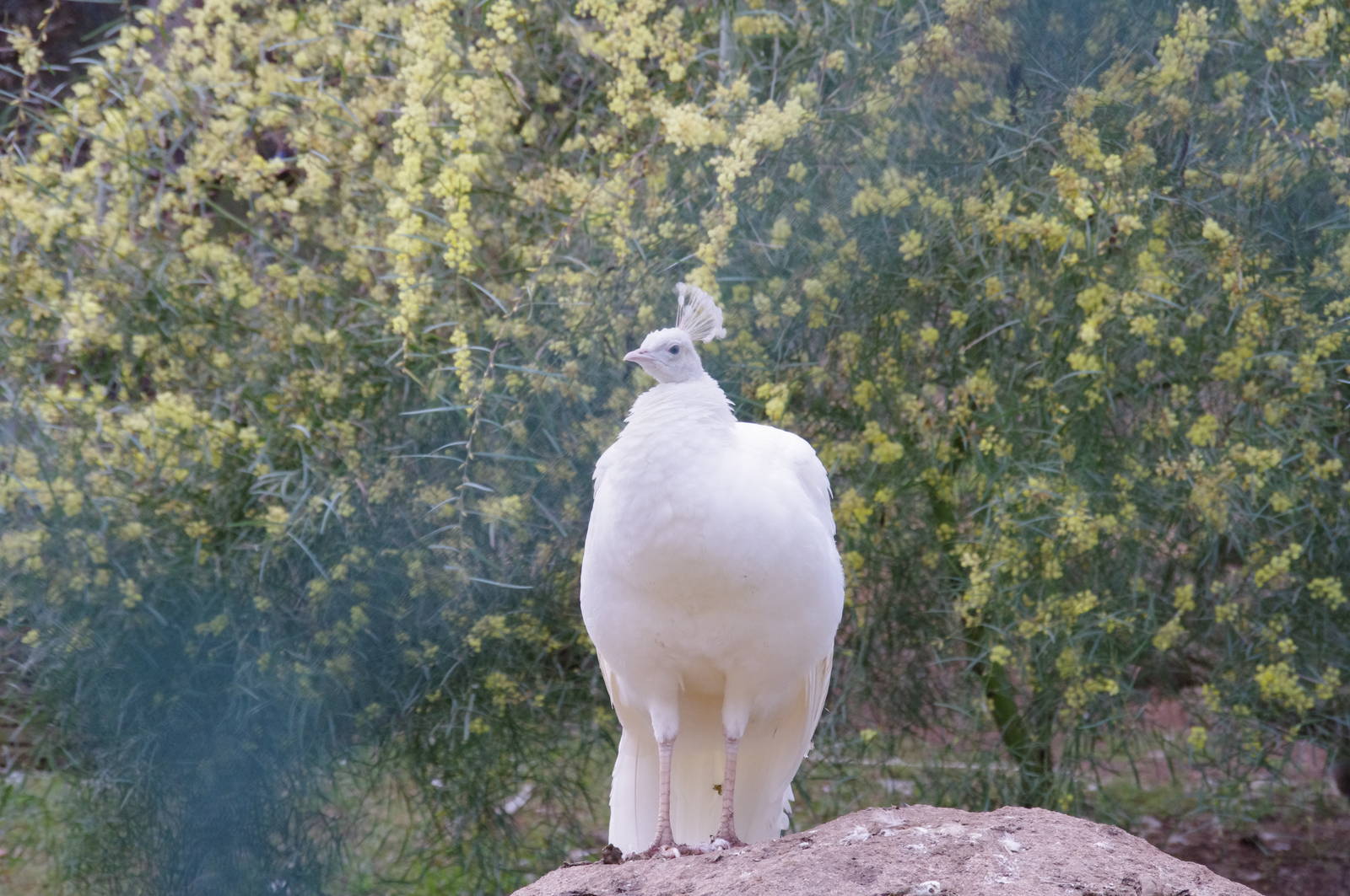 White Peahen