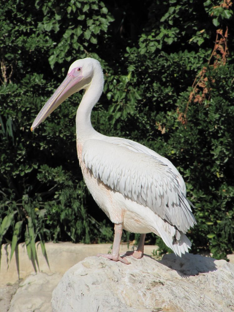 white pelican 1