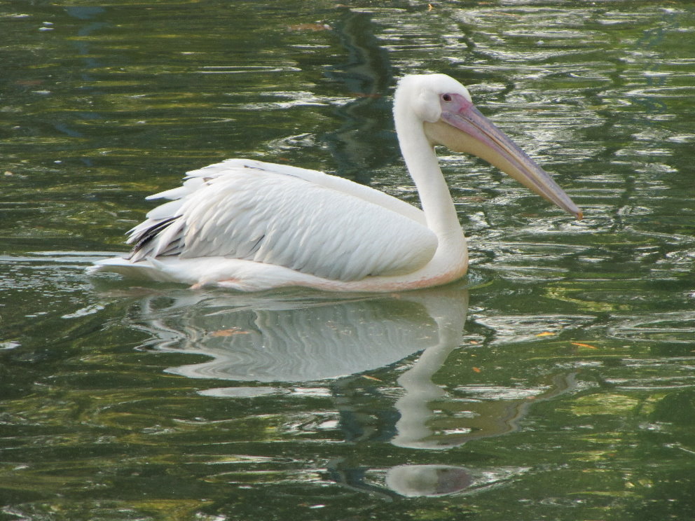 white pelican 2