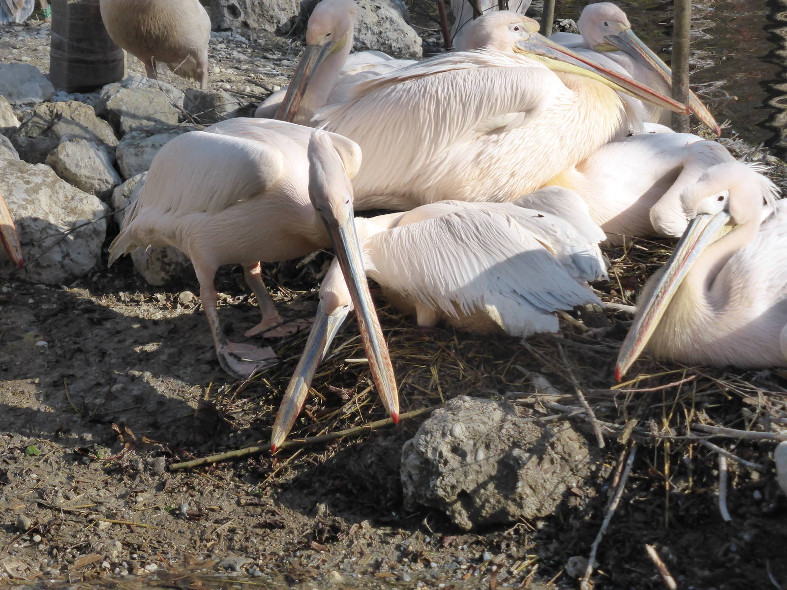 White pelican colony