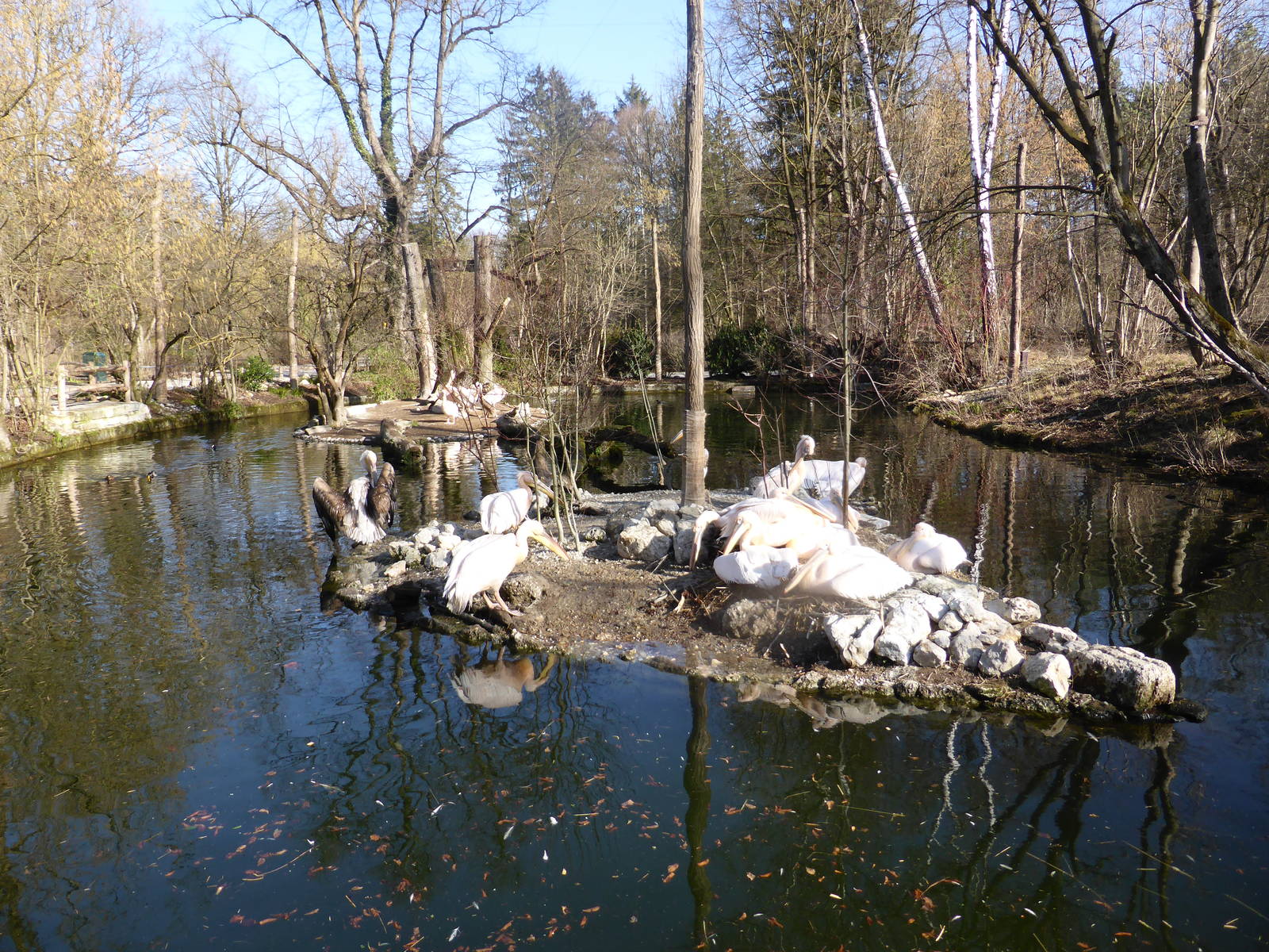 White pelican colony