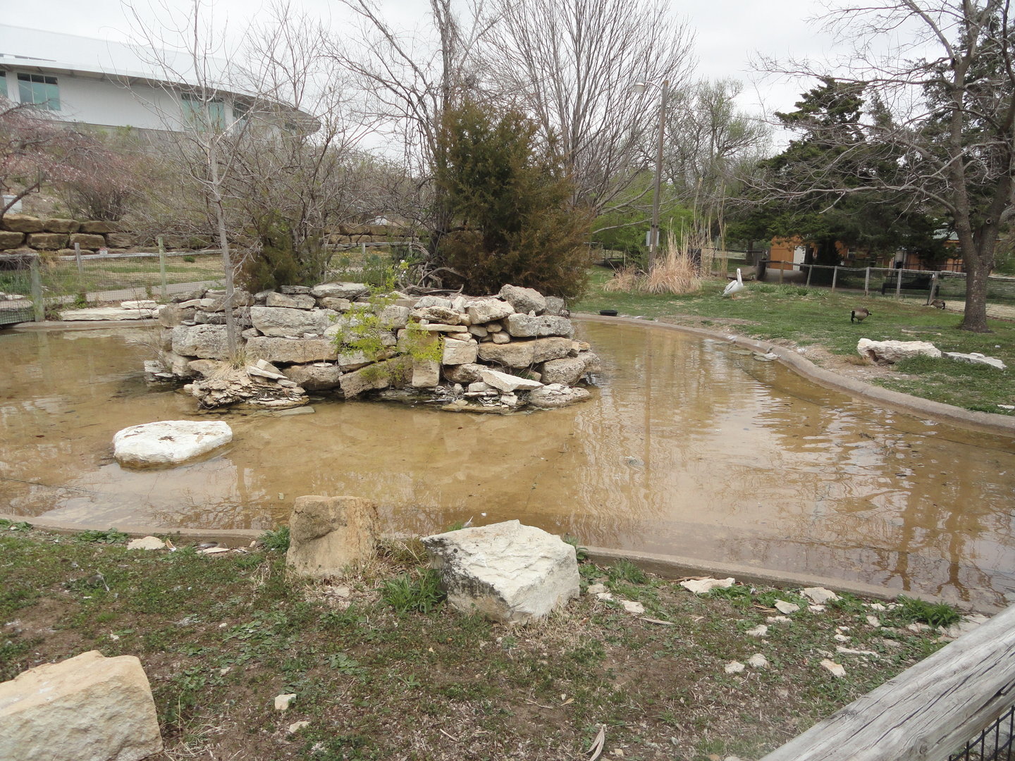 White Pelican, Crested Screamer, Black-necked Swan Exhibit