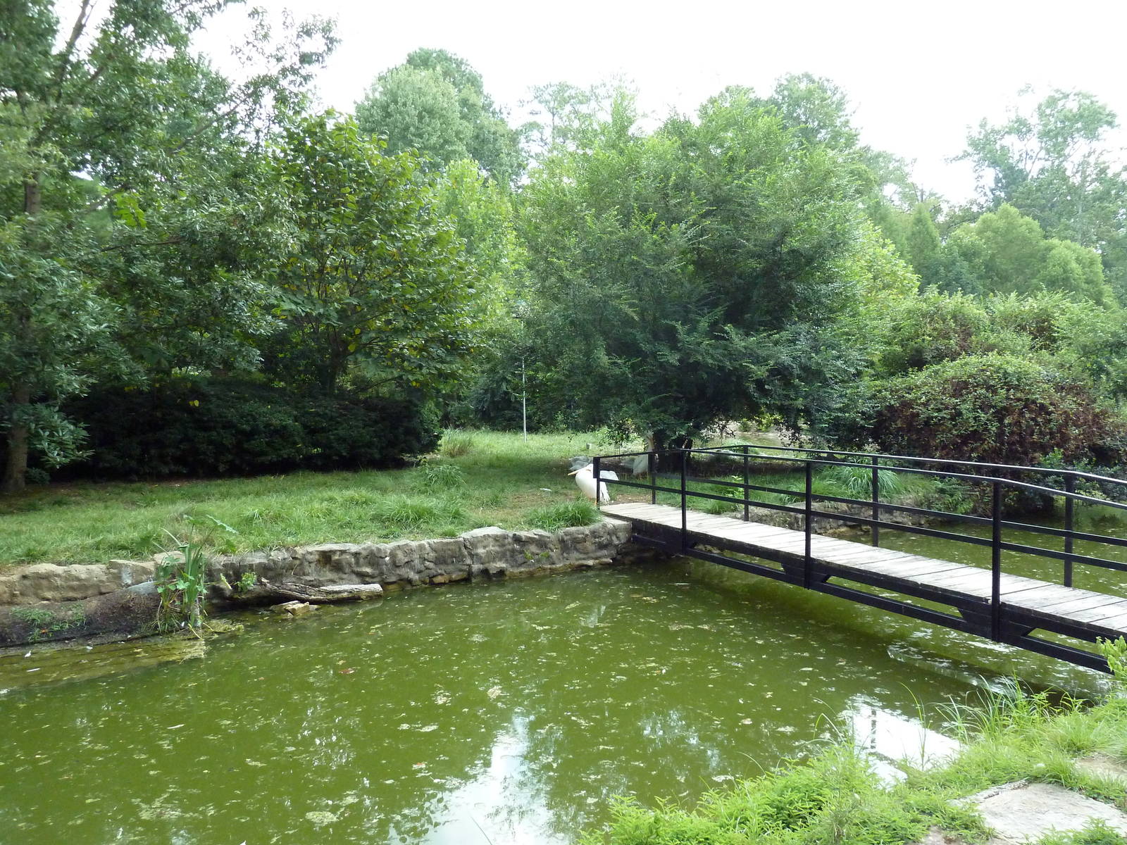 White Pelican/Crested Screamer Exhibit