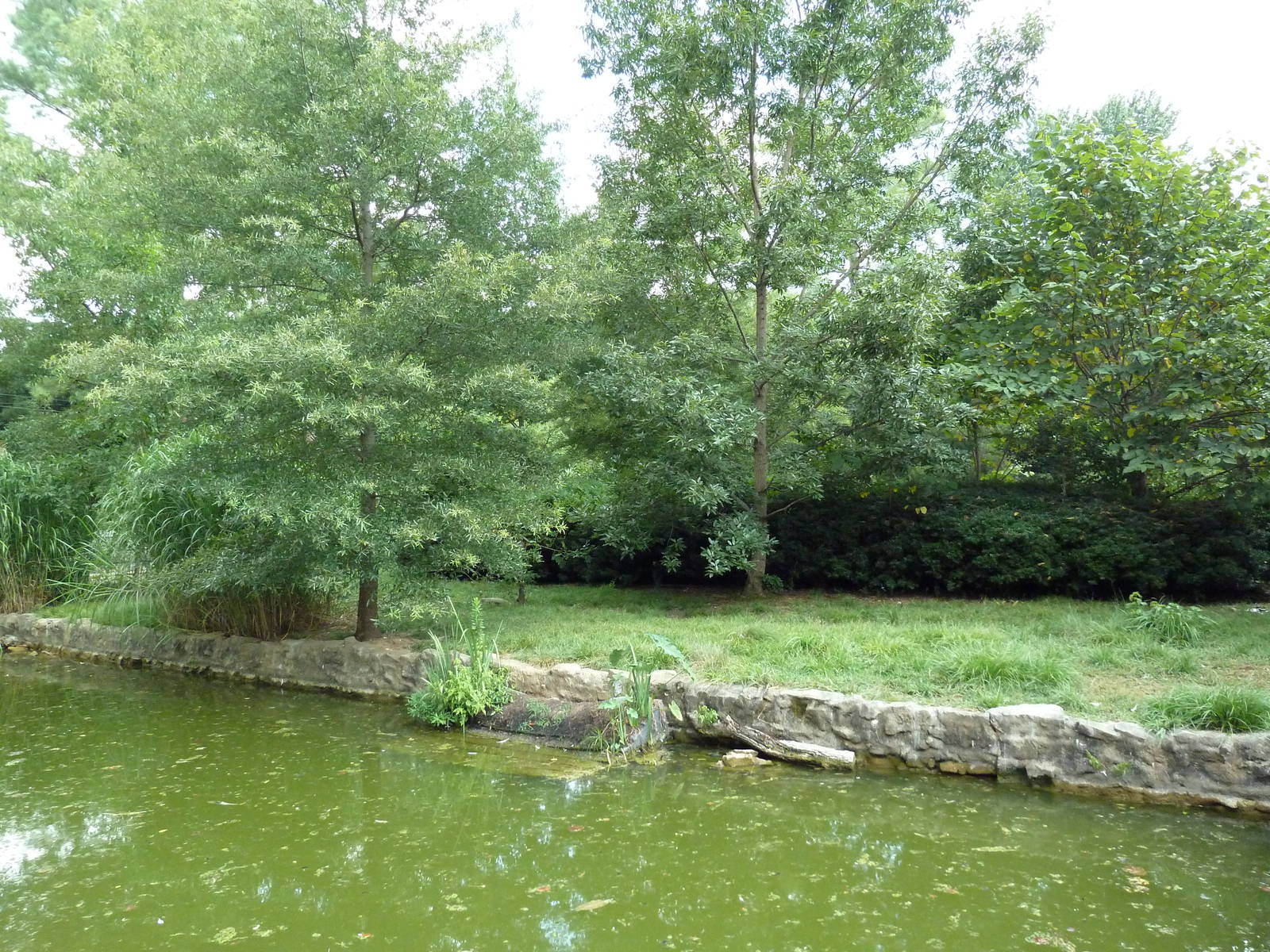 White Pelican/Crested Screamer Exhibit