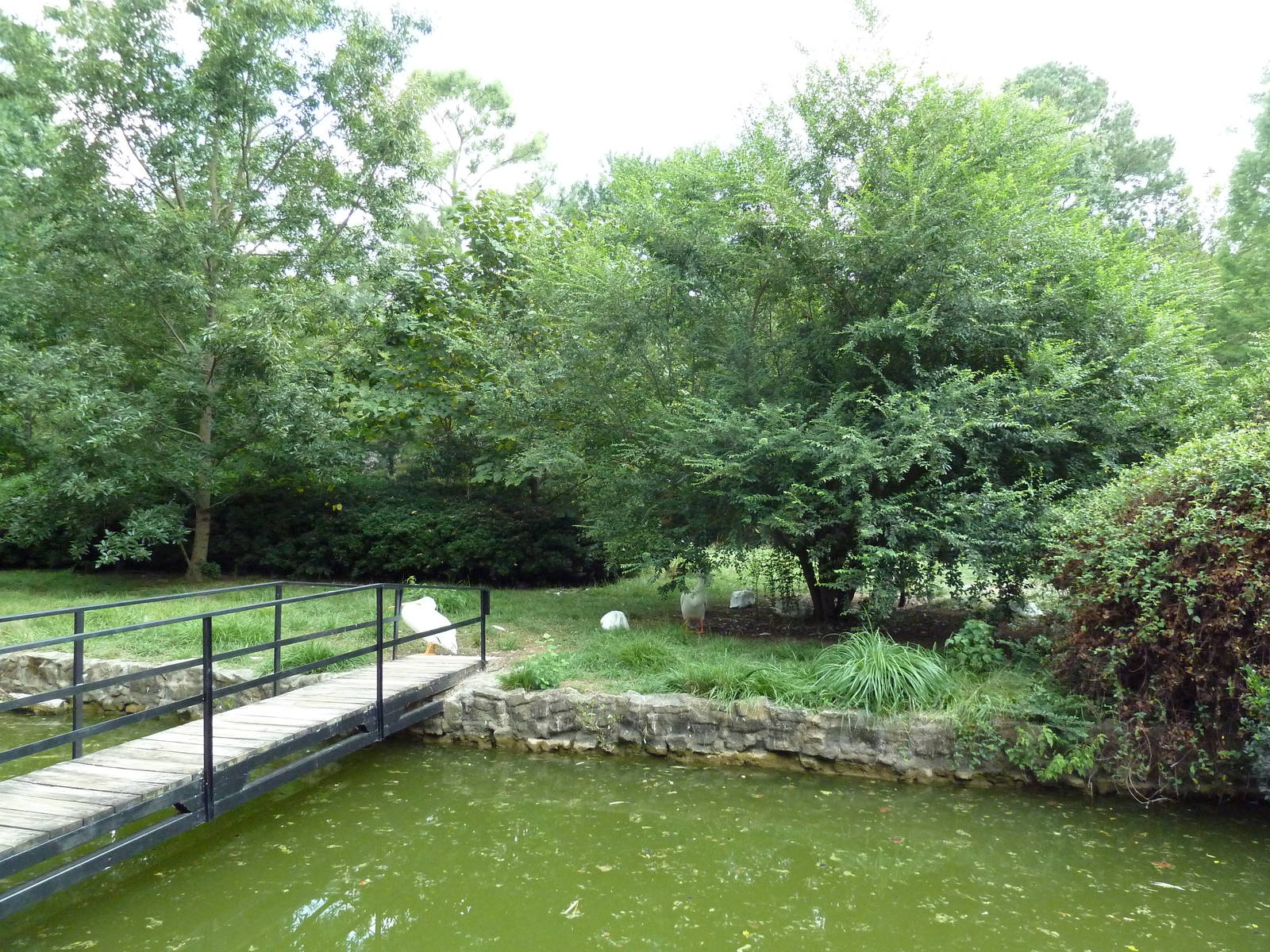 White Pelican/Crested Screamer Exhibit