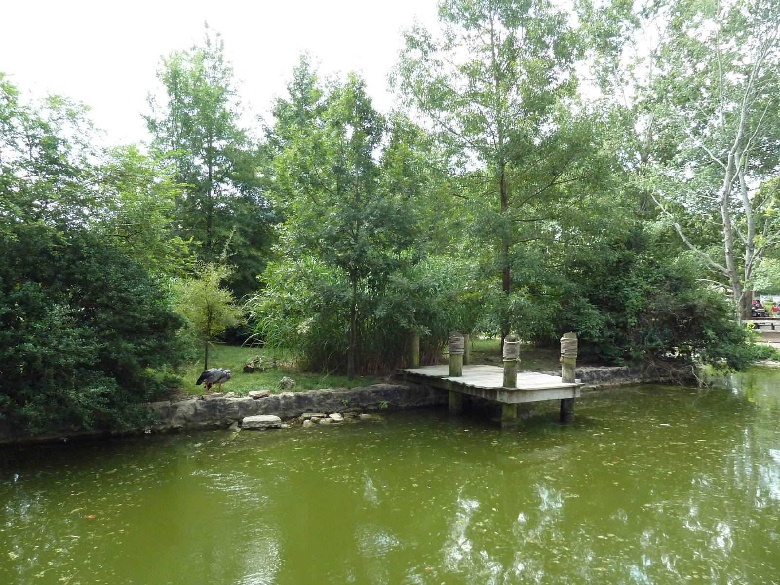 White Pelican/Crested Screamer Exhibit