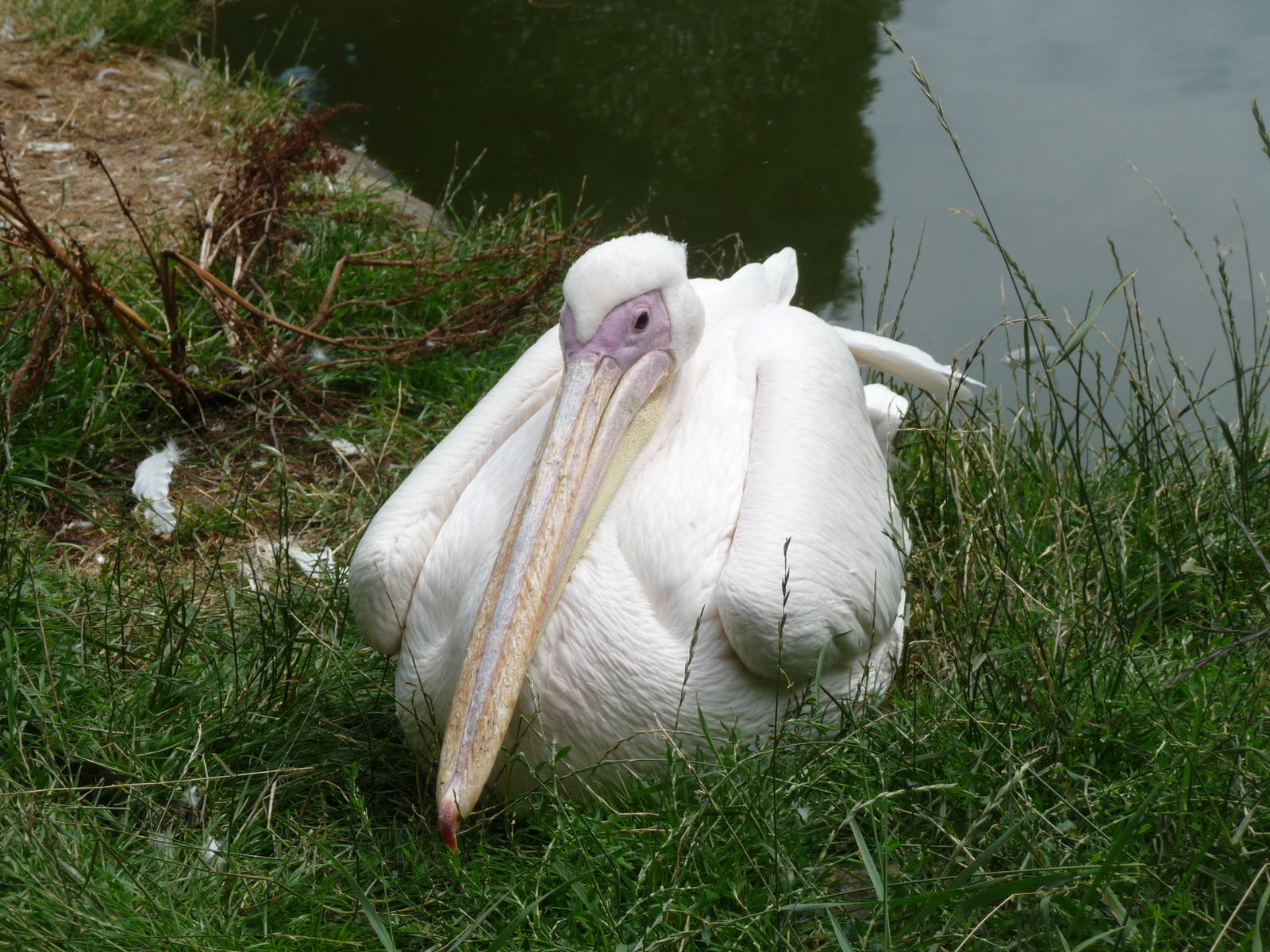 white pelican london zoo