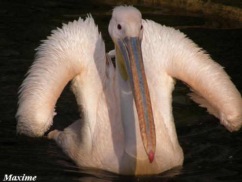 White Pelican (Pelecanus onocrotalus) - Les Sables d'Olonne (France)