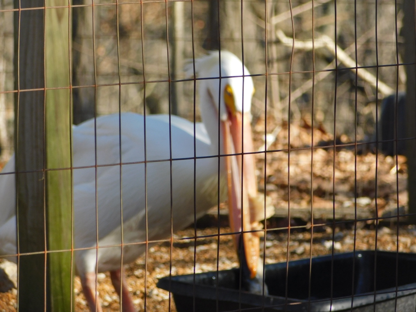 White Pelican- World Bird Sanctuary February 2022
