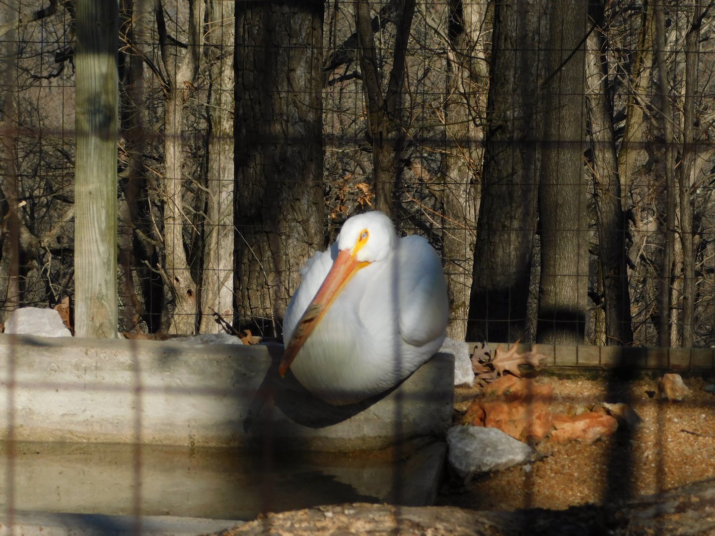 White Pelican- World Bird Sanctuary February 2022