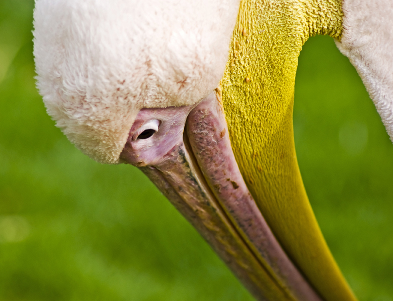 White Pelican