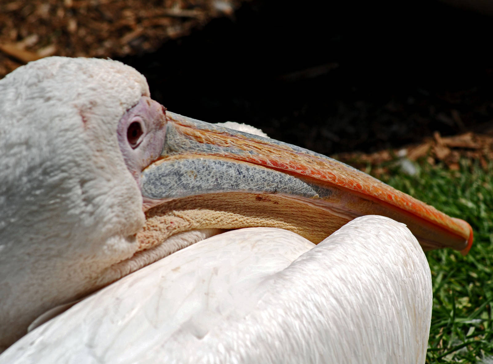 WHITE PELICAN