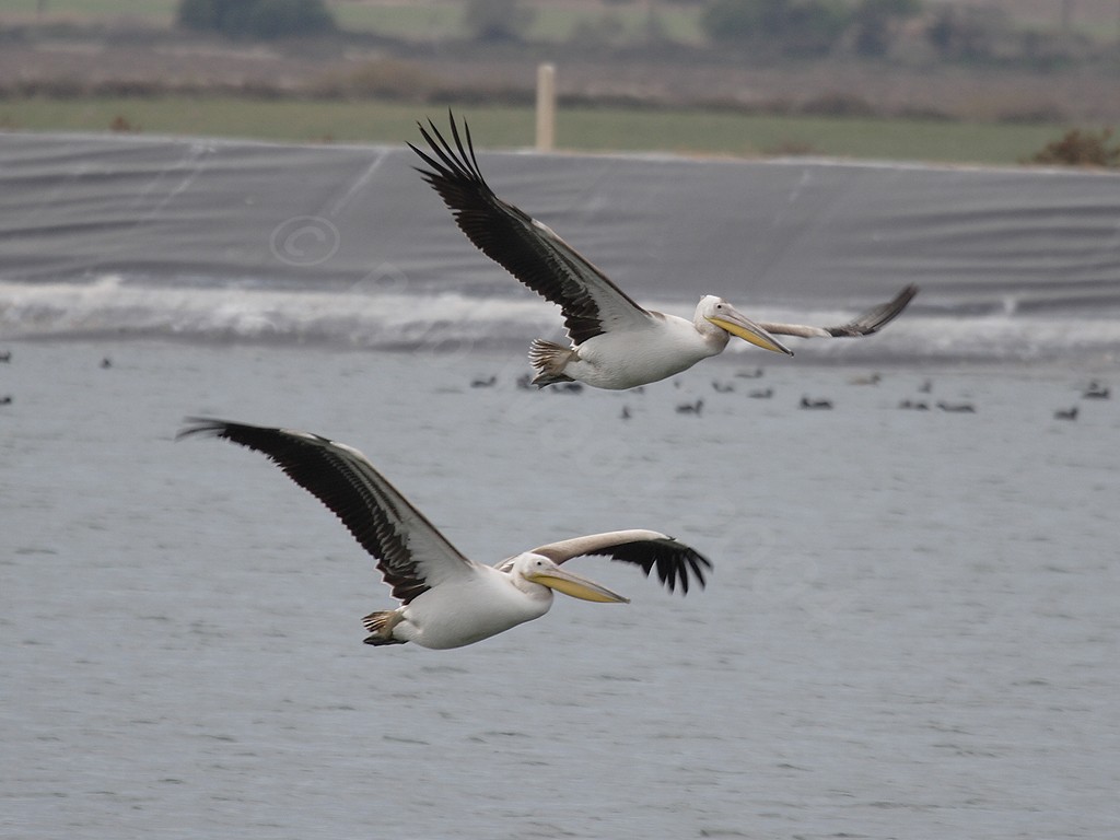 White Pelican