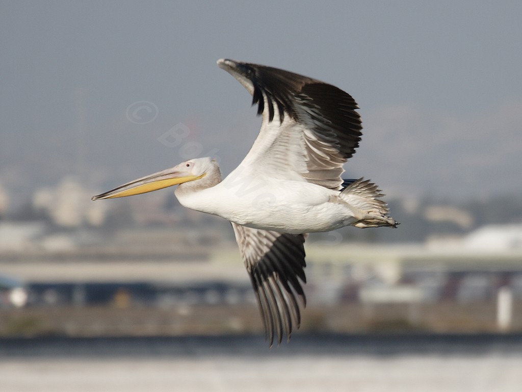 White Pelican