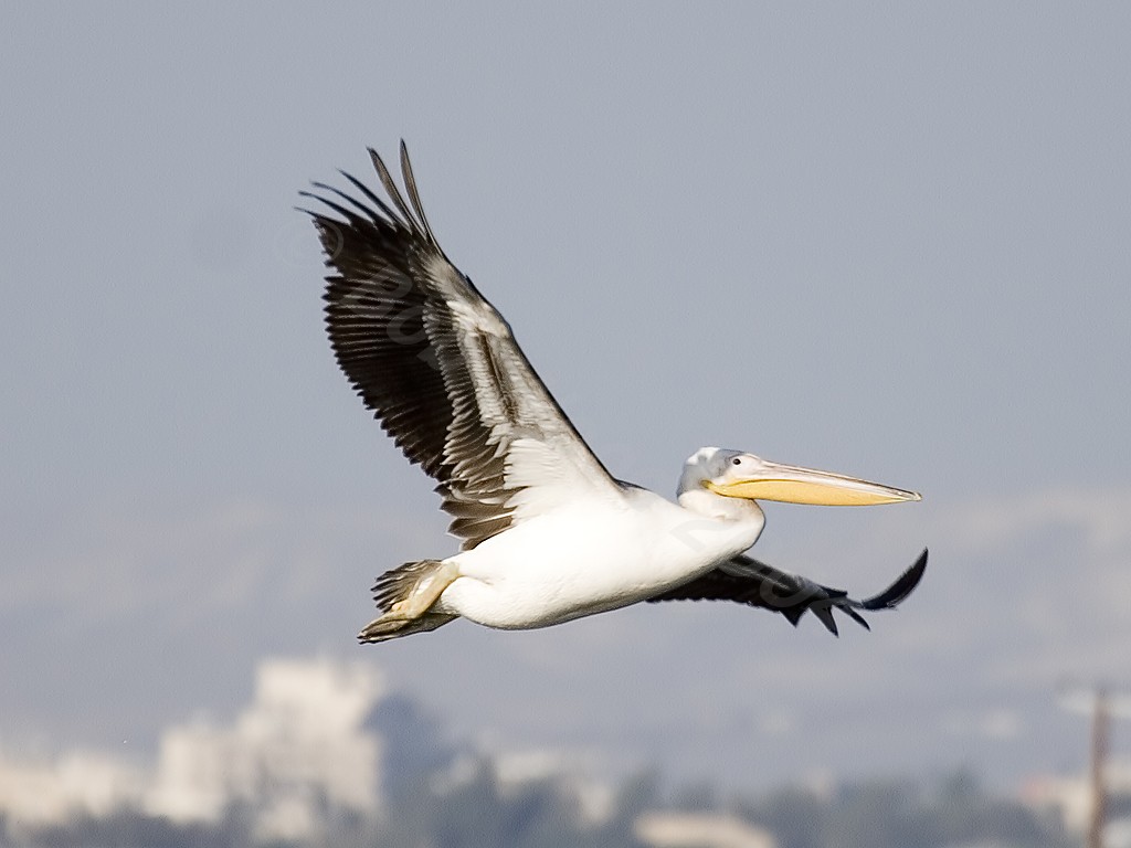 White Pelican