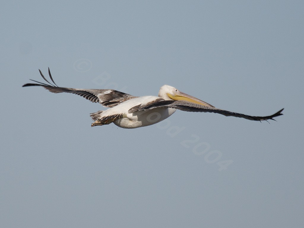 White Pelican