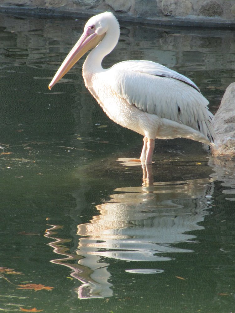 white pelican