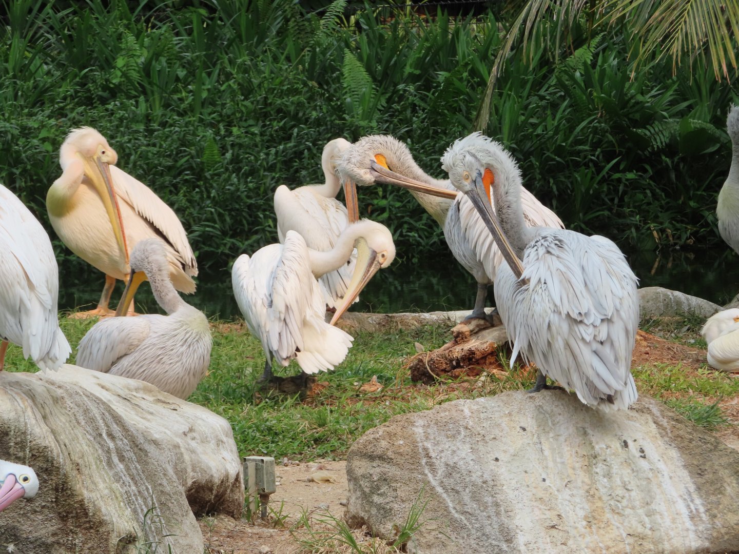 white pelican