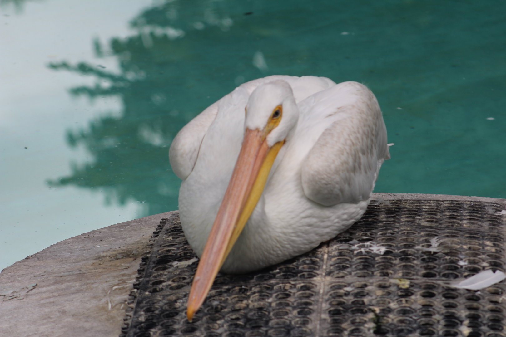 White pelican