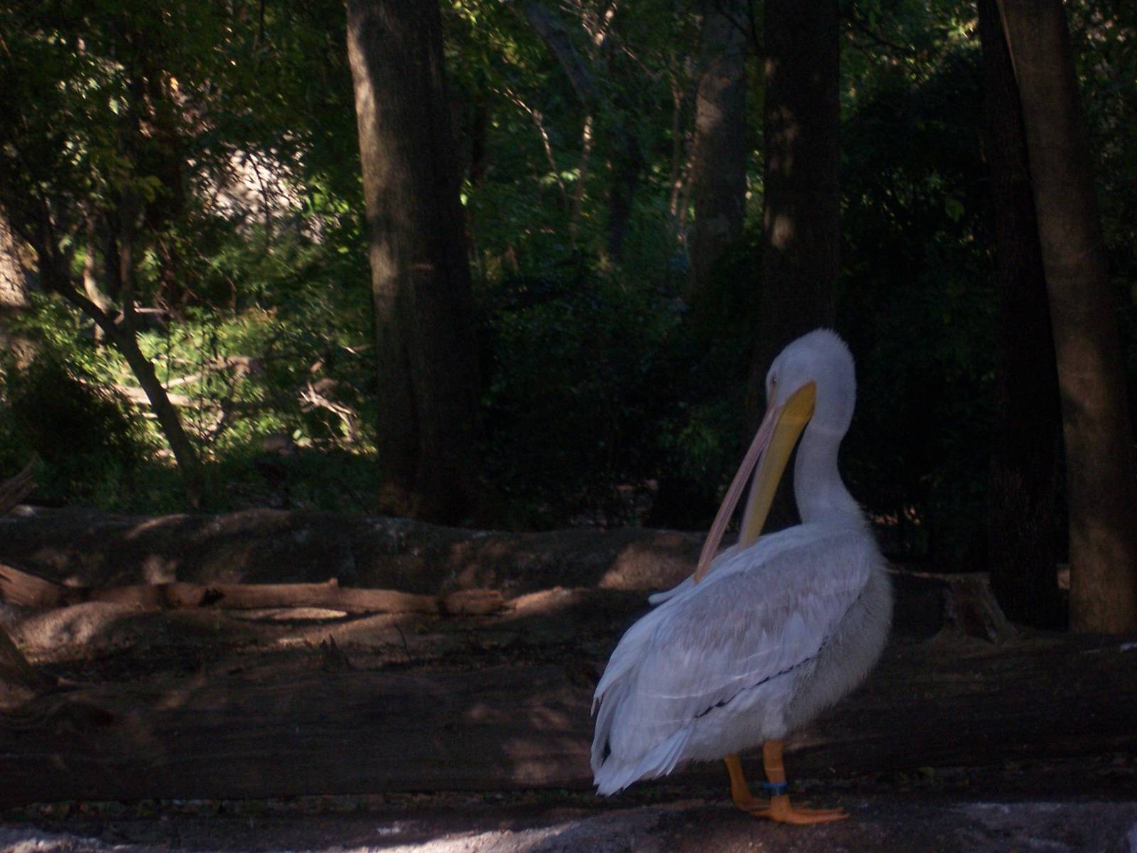 White Pelican