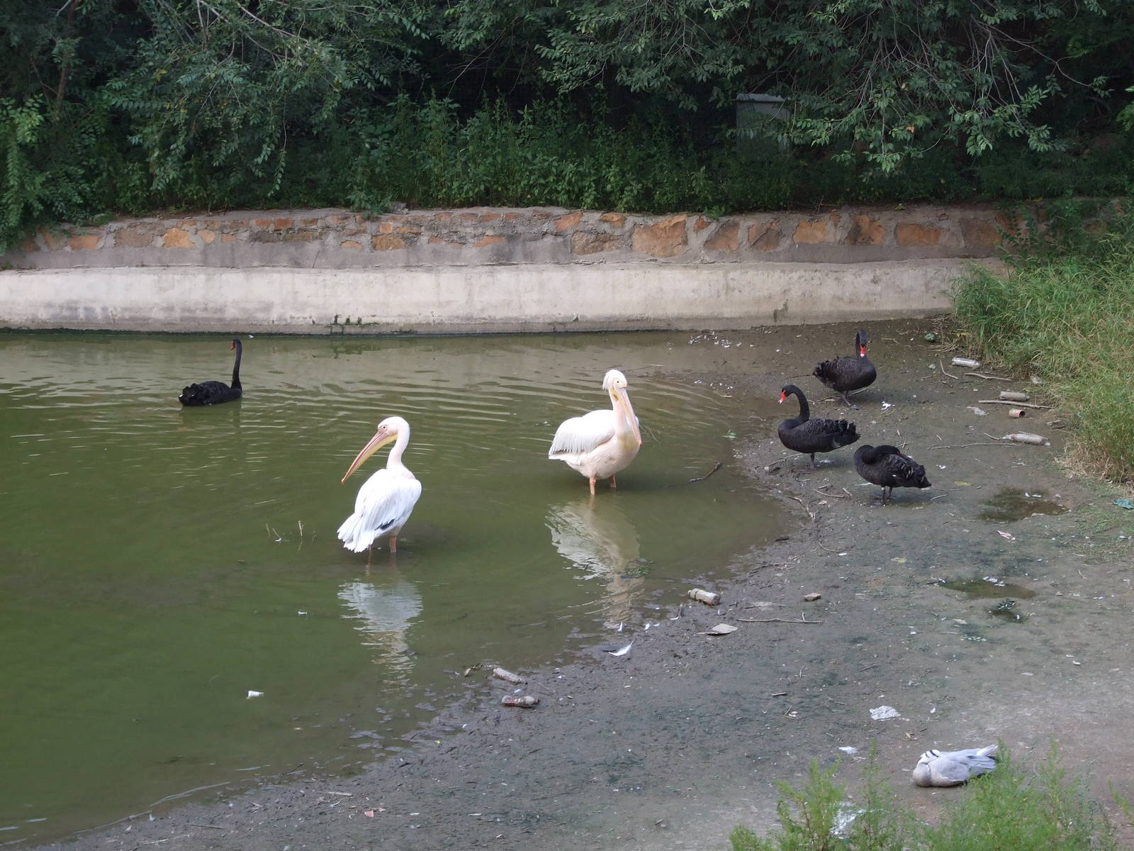 White pelicans and black swans