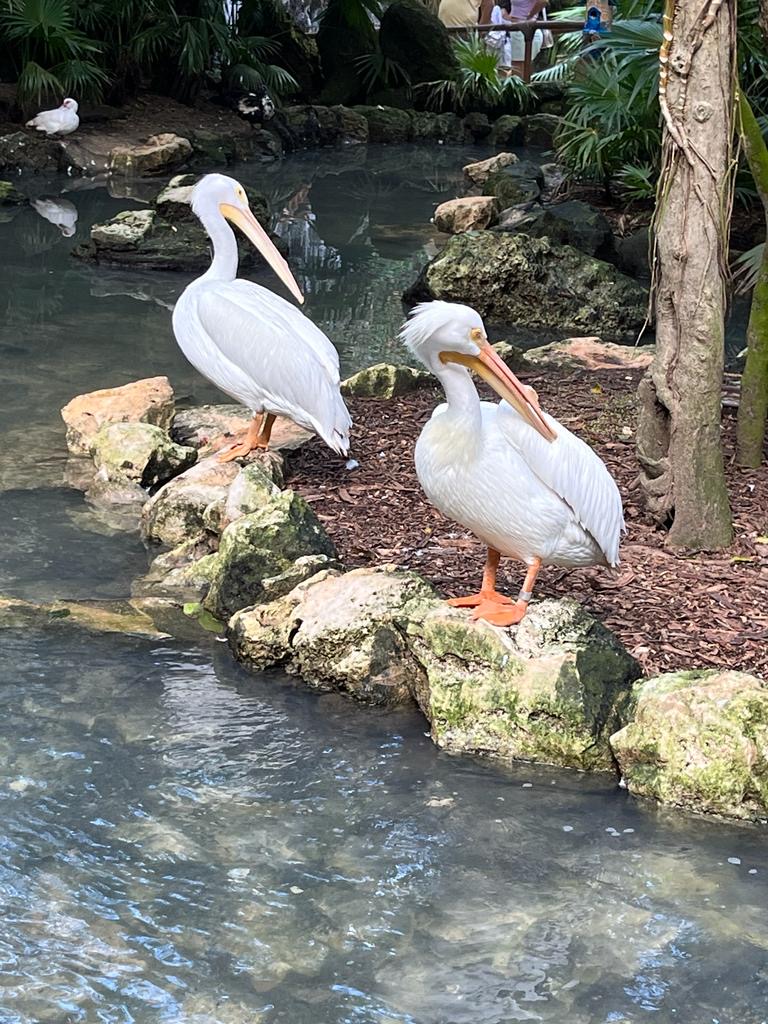 white pelicans at Aviario