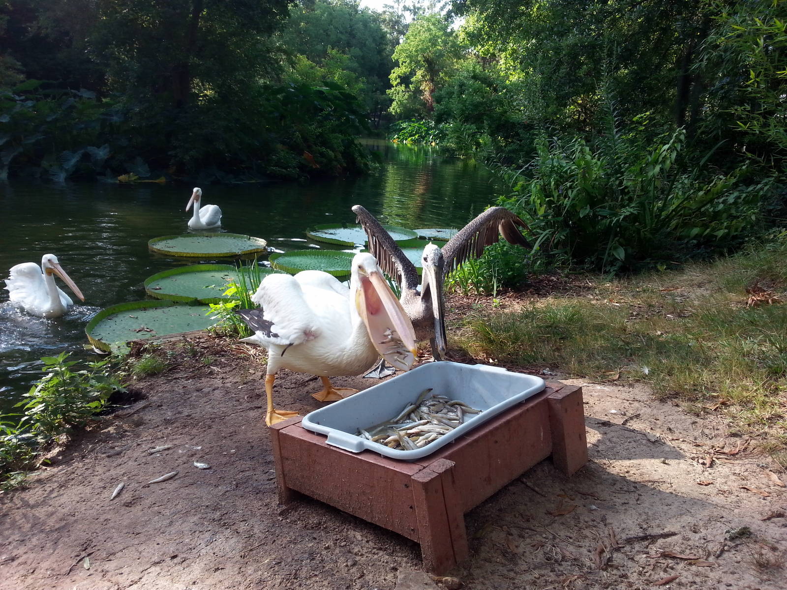 White pelicans at LPGZ