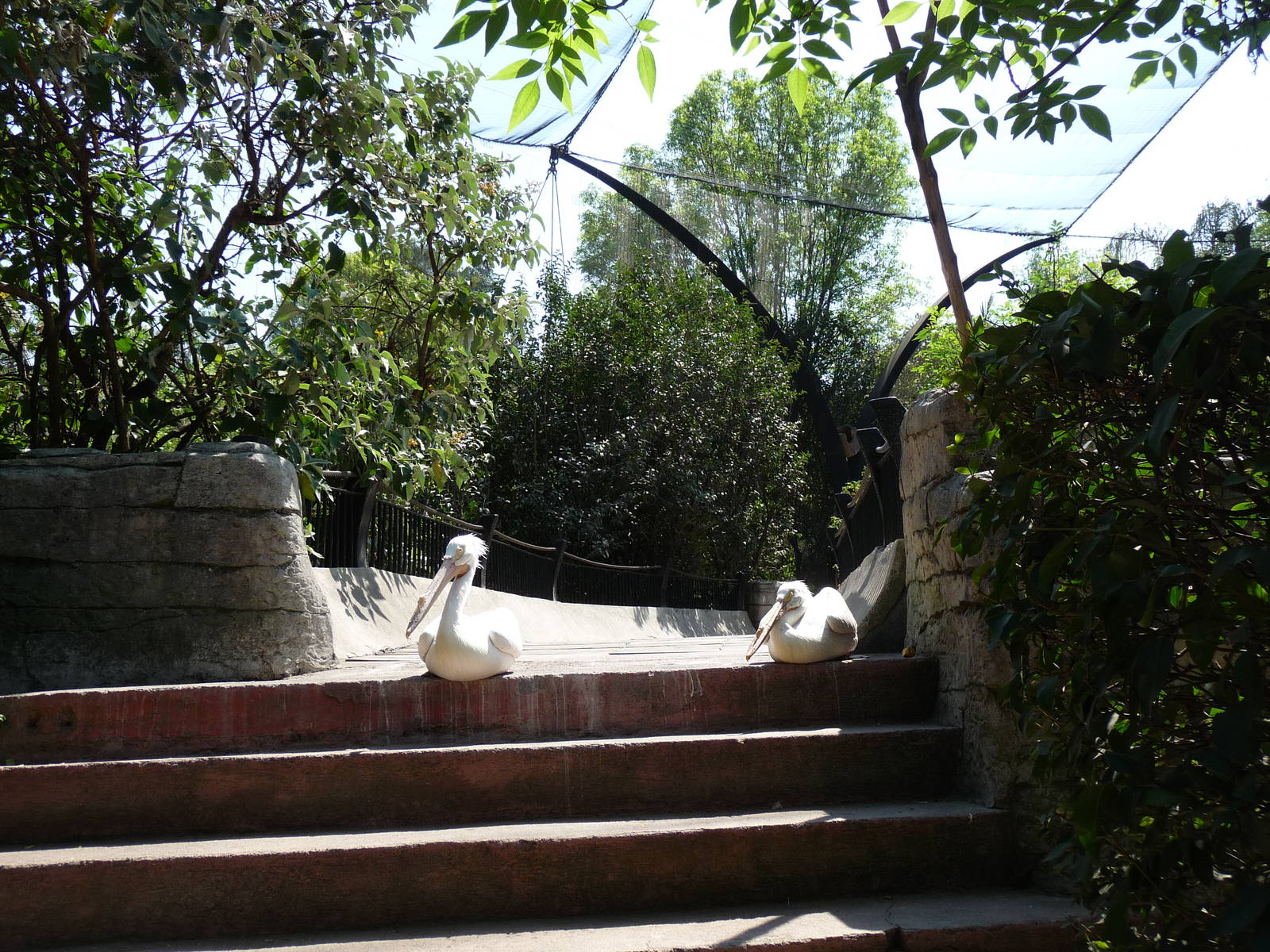 white pelicans chapultepec zoo