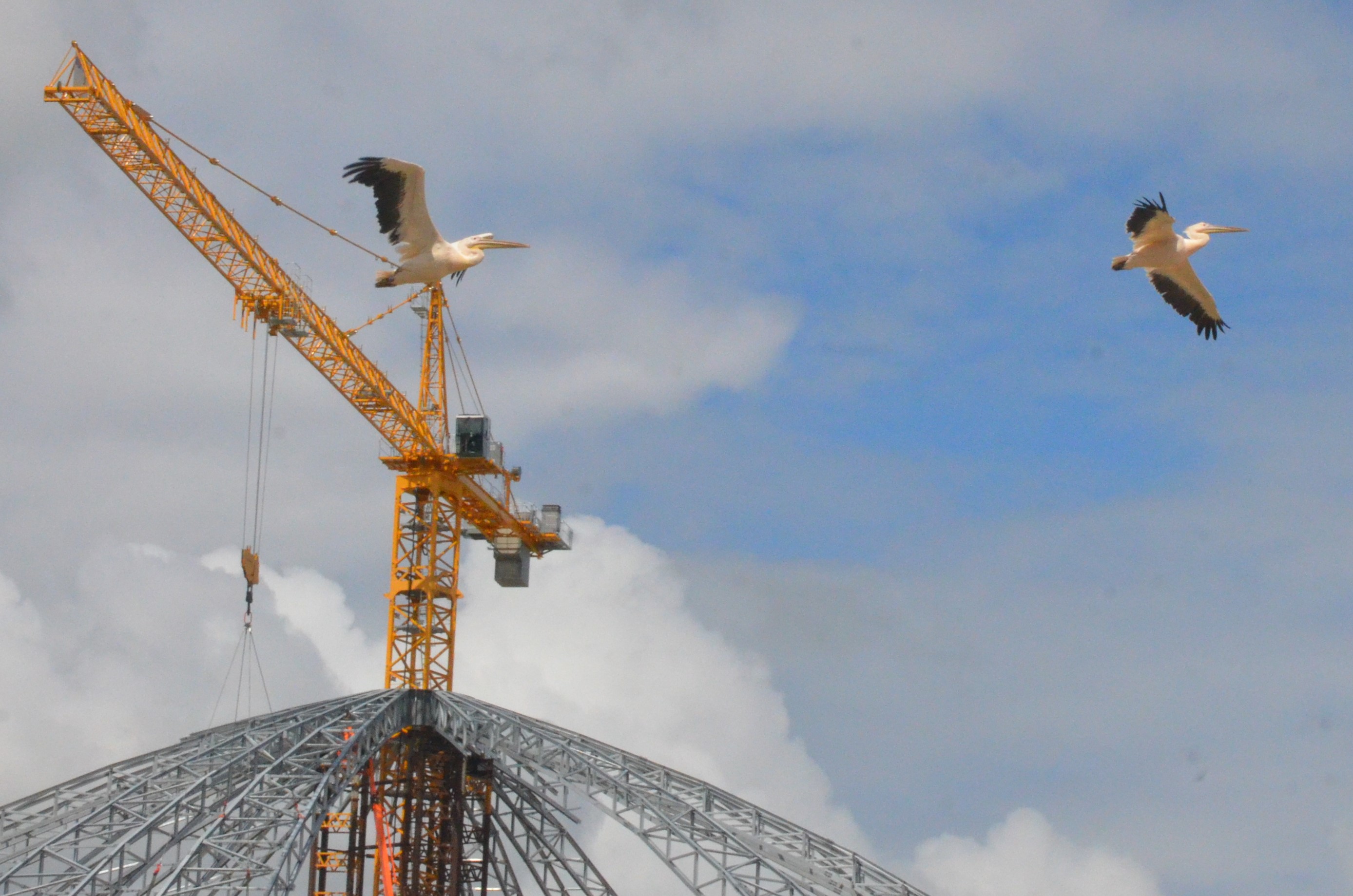 White Pelicans - Les Maîtres des Airs at Beauval, 12/06/18