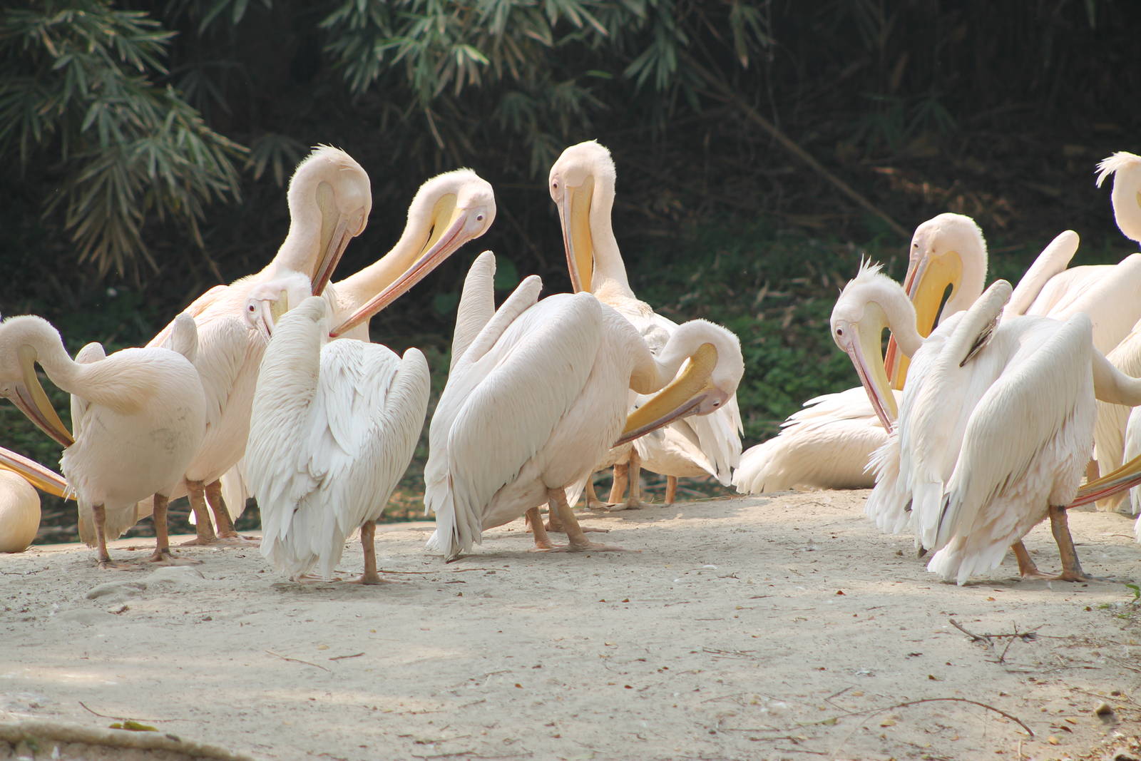 white pelicans (Pelecanus onocrotalus)