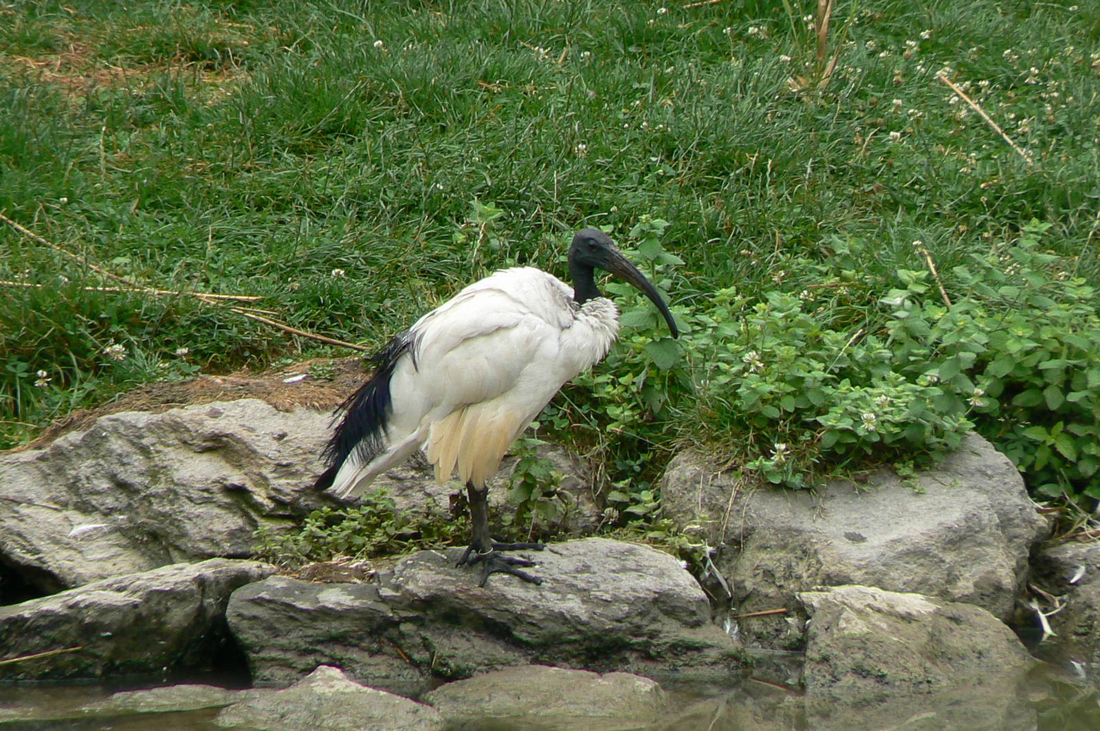 White pelicans pond - sacred ibis