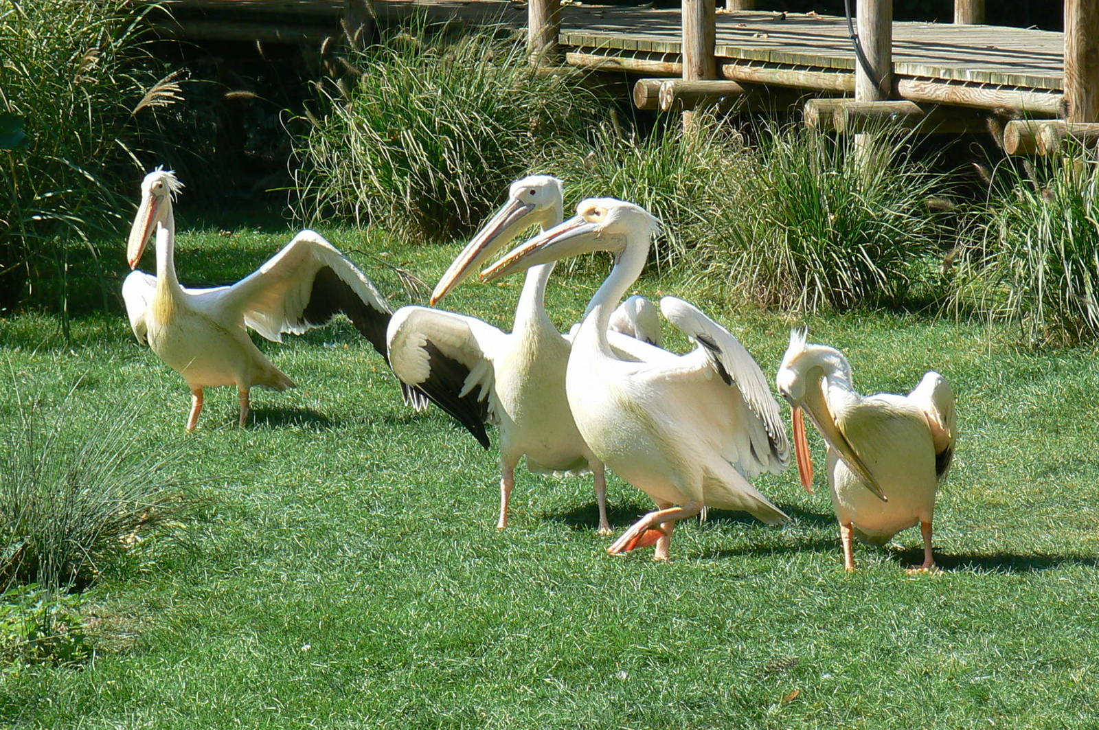White pelicans pond - white pelicans