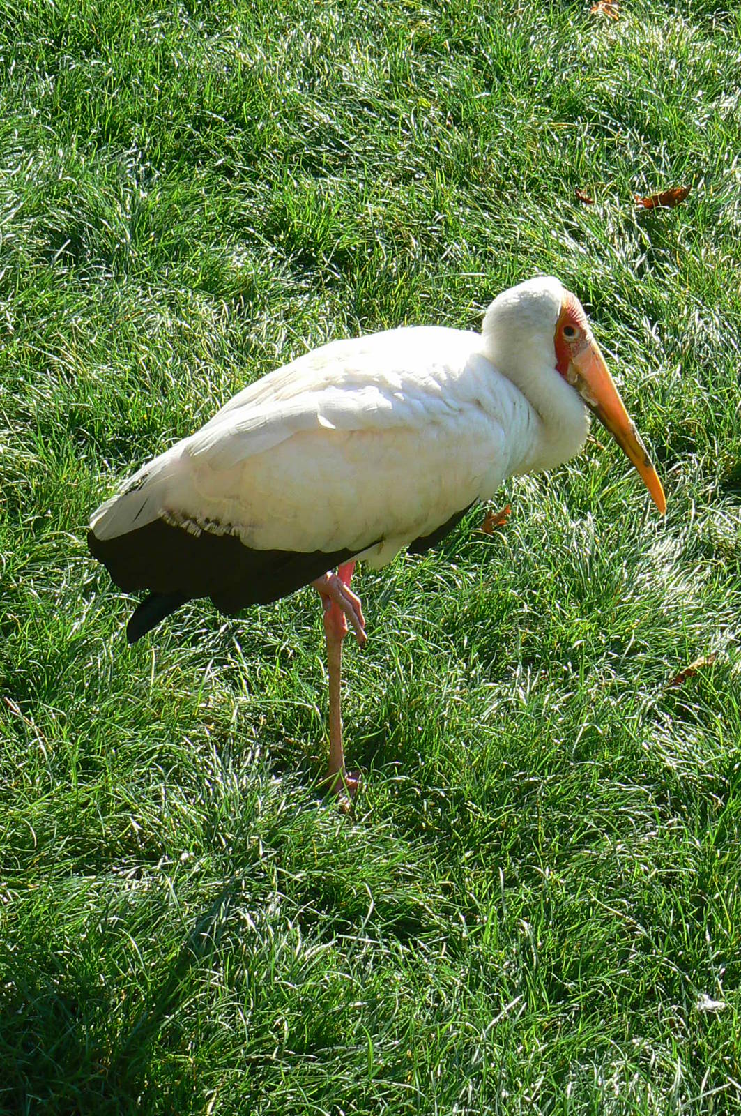 White pelicans pond - yellow-billed stork