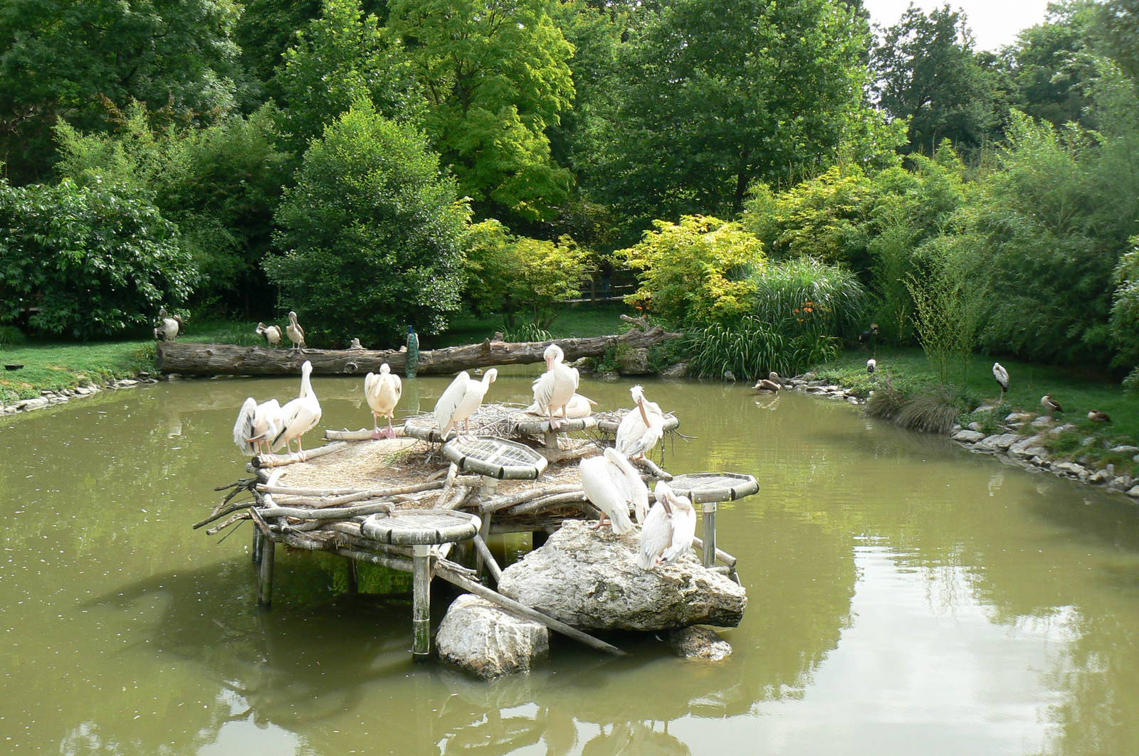 White pelicans pond