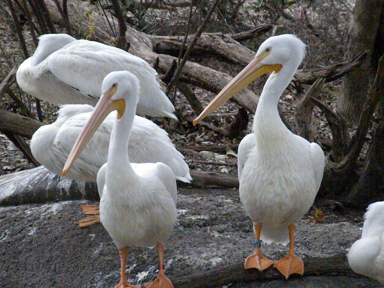 White Pelicans