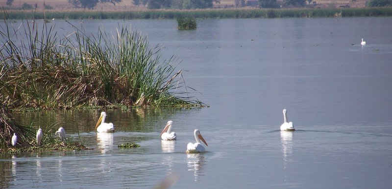 White pelicans