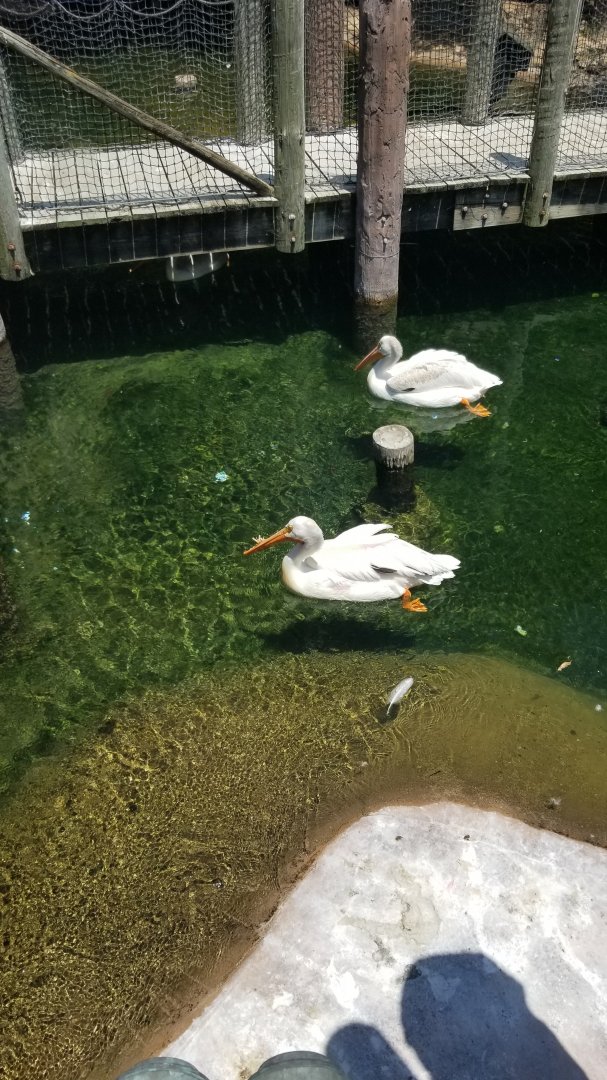 White pelicans