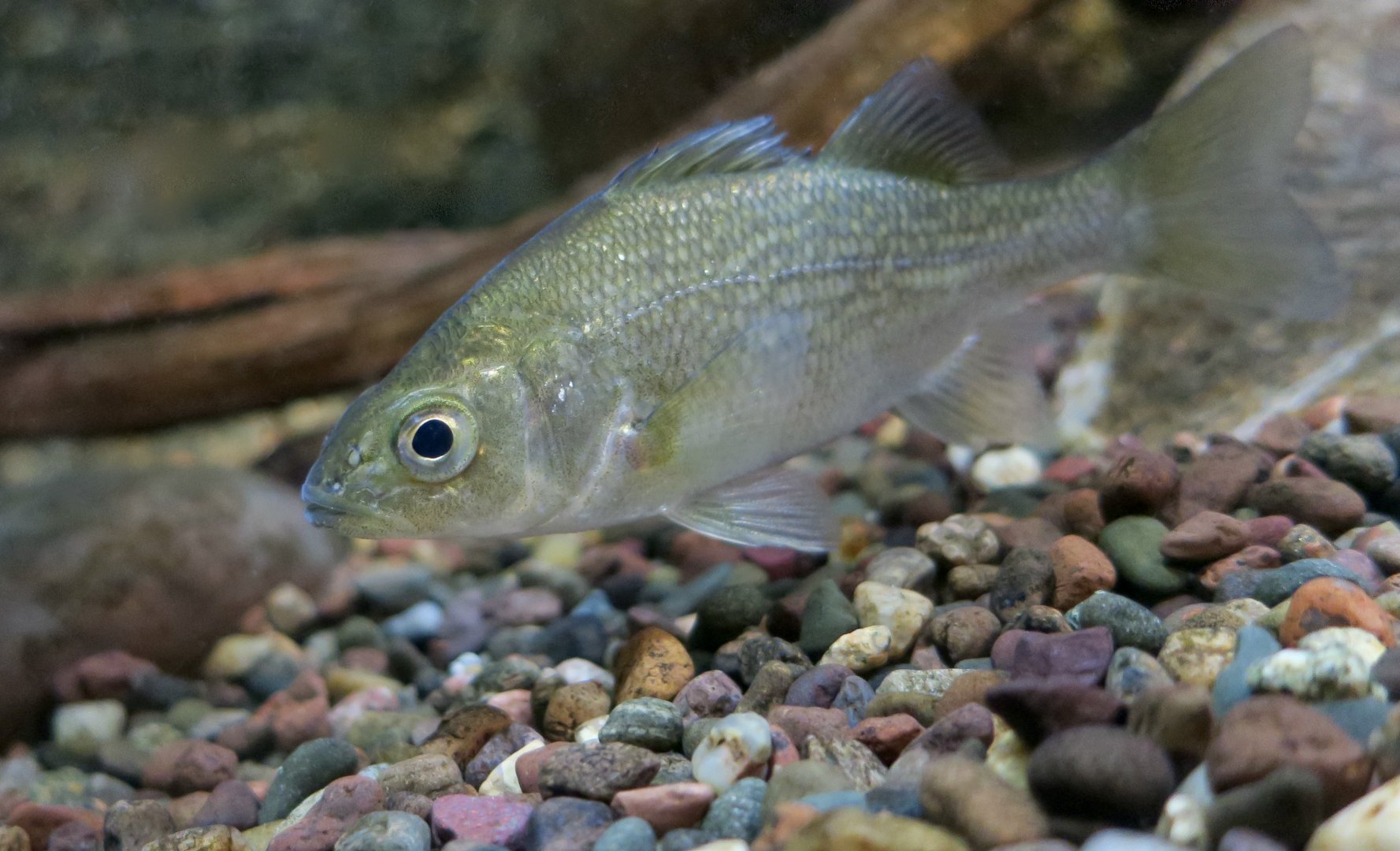White Perch (Morone americana) - Cold Spring Harbor Fish Hatchery & Aquarium