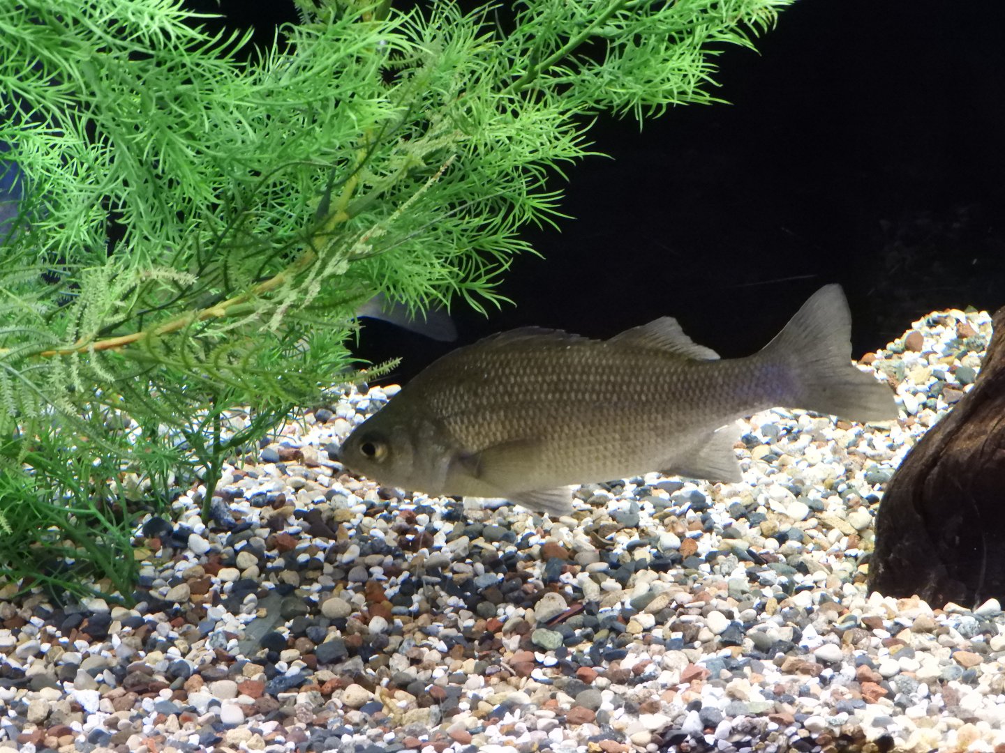 White Perch (Morone americana)
