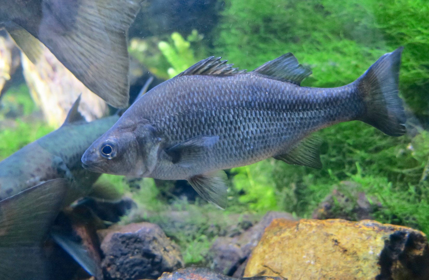 White Perch (Morone americana)