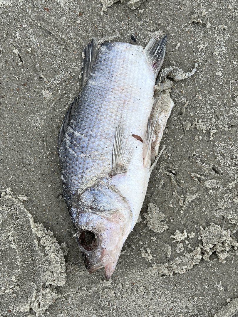 White Perch