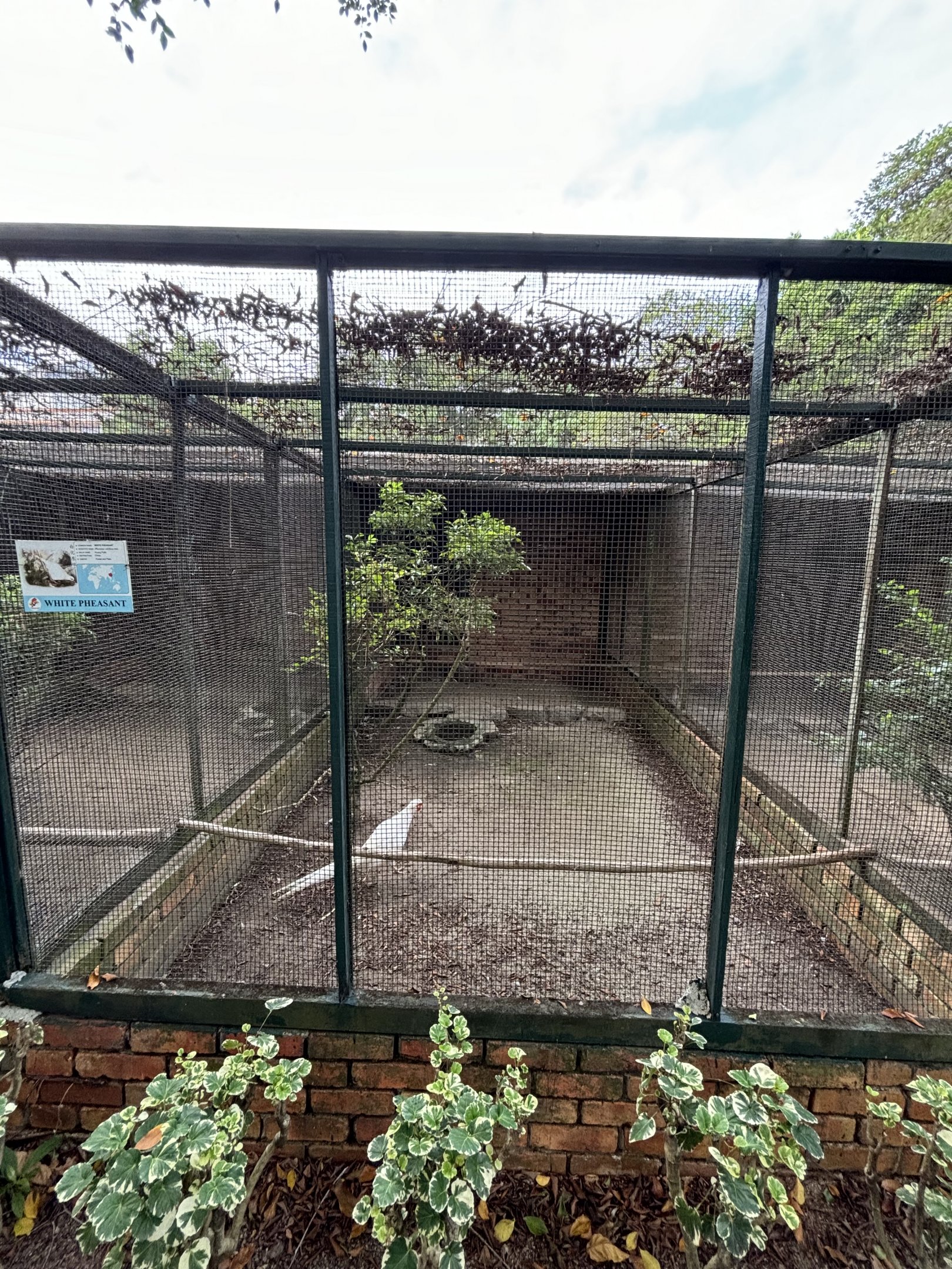 White Pheasant Aviary