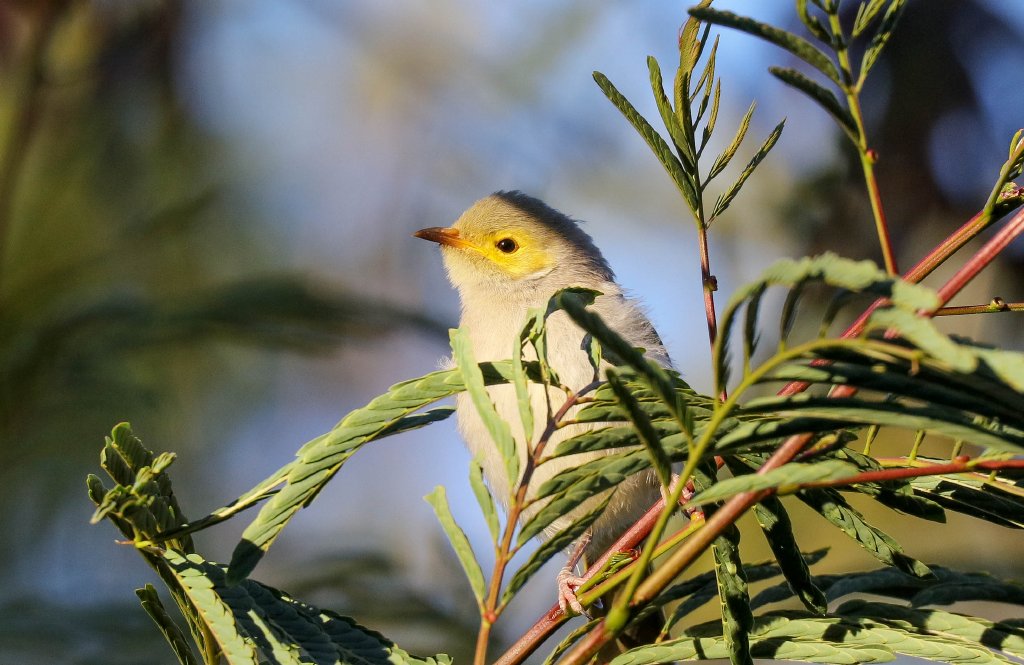 White-plumed Honeyeater juvenile