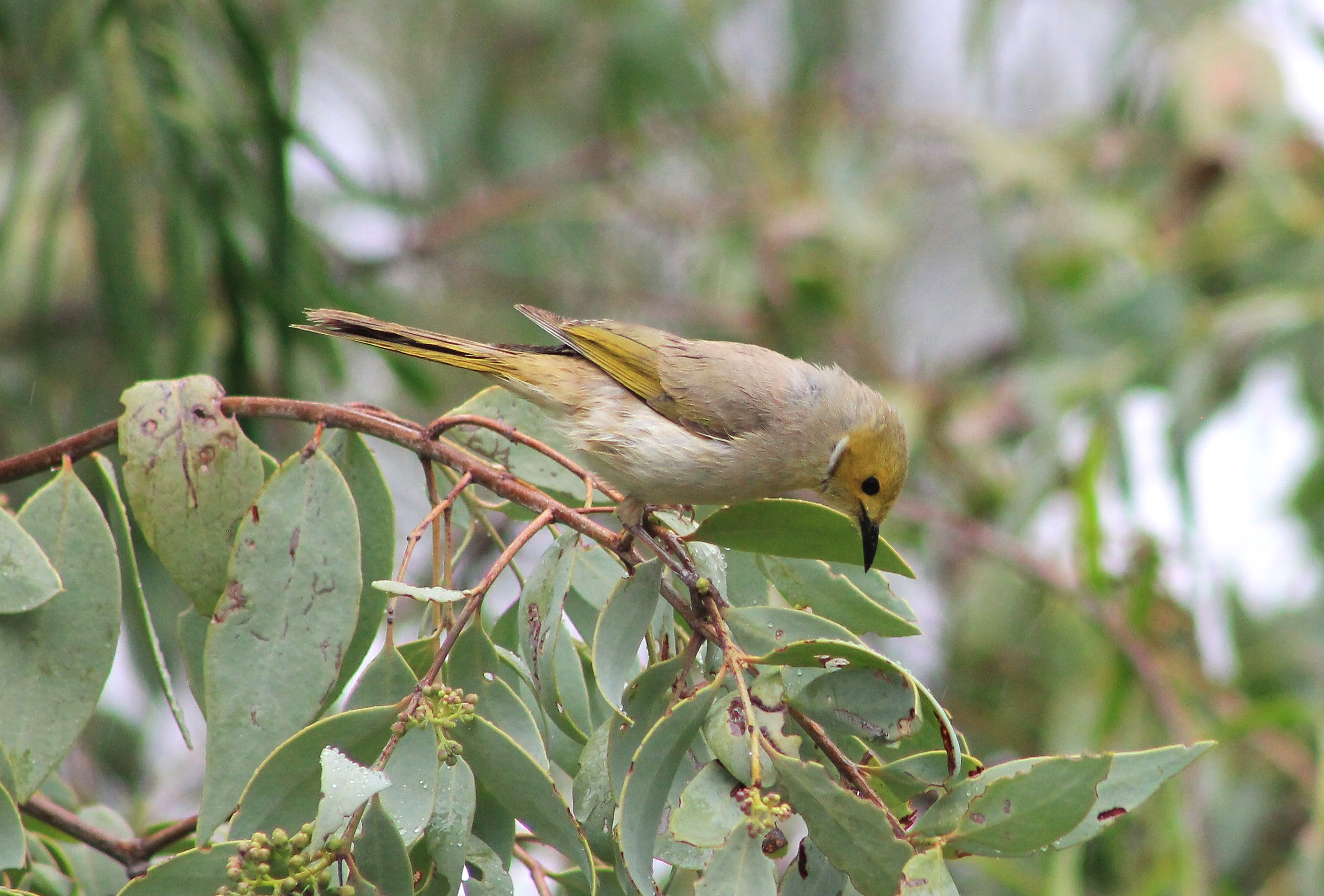 White-plumed Honeyeater (Ptilotula penicillata)